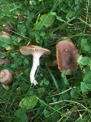 Cuphophyllus colemannianus