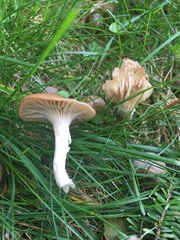 Cuphophyllus colemannianus