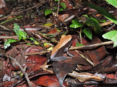 Clinotarsus curtipes