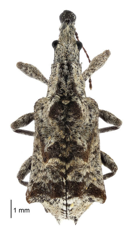 Agnesiotidini
