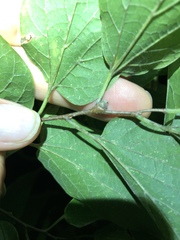 Pachypsylla celtidisgemma