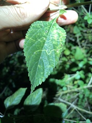 photo of Ophiomyia mine in a Lantana leaf