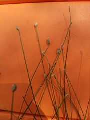 Eleocharis tuberculosa
