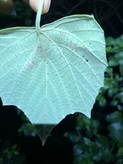 Phyllocnistis vitegenella