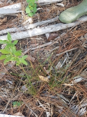 Eleocharis tuberculosa