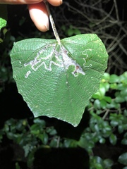 Phyllocnistis vitegenella