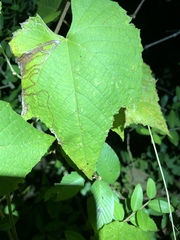 Phyllocnistis vitegenella