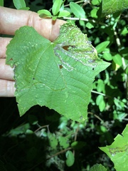 Phyllocnistis vitegenella