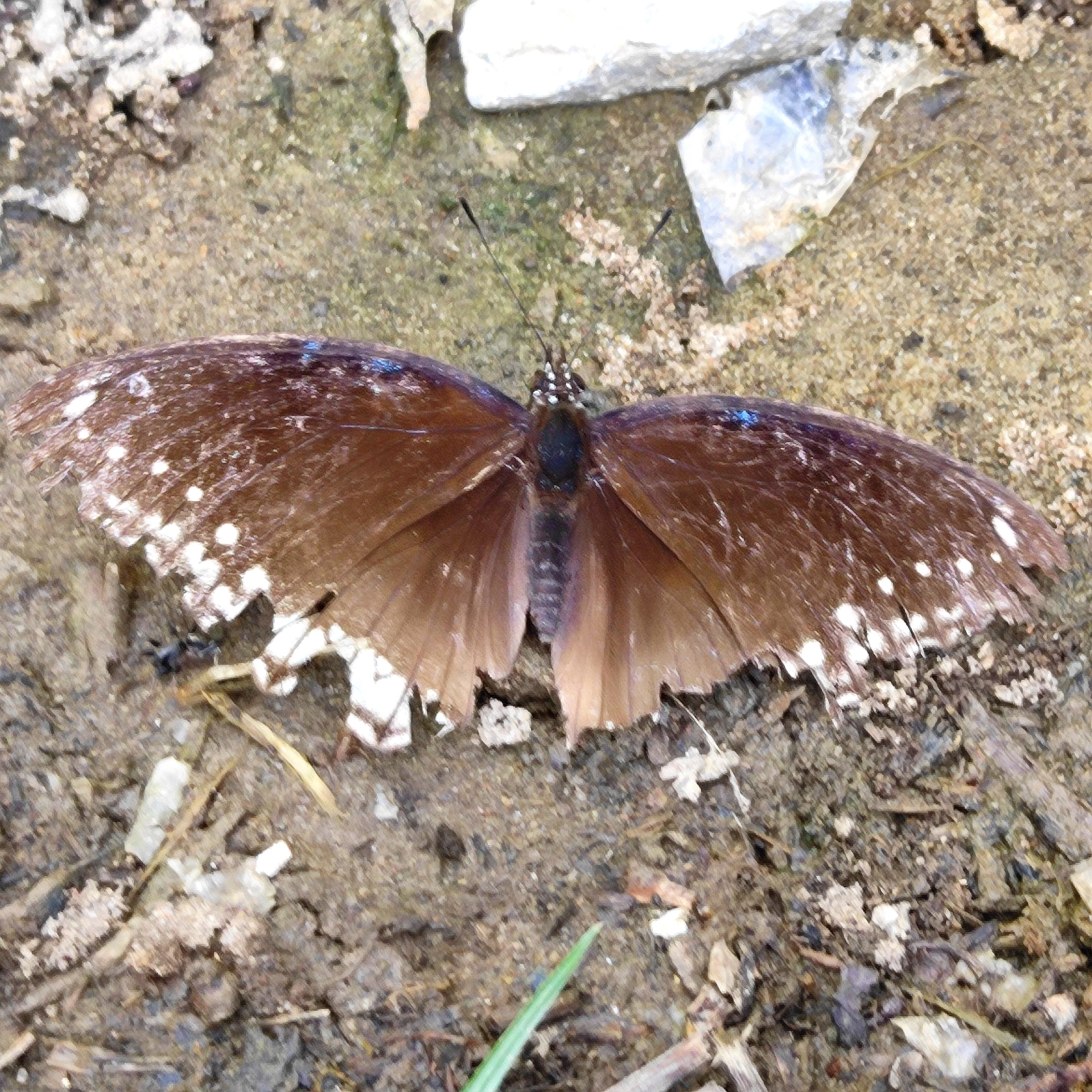 Great Eggfly