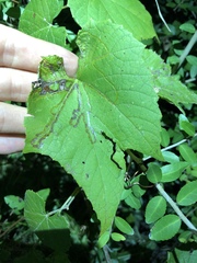 Phyllocnistis vitegenella