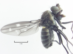 Scatella vittithorax