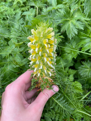 Pedicularis condensata, photograph (c) charlie chaviano, some rights reserved (CC BY)