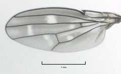Scatella vittithorax