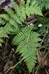 Dryopteris intermedia