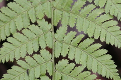 Dryopteris intermedia