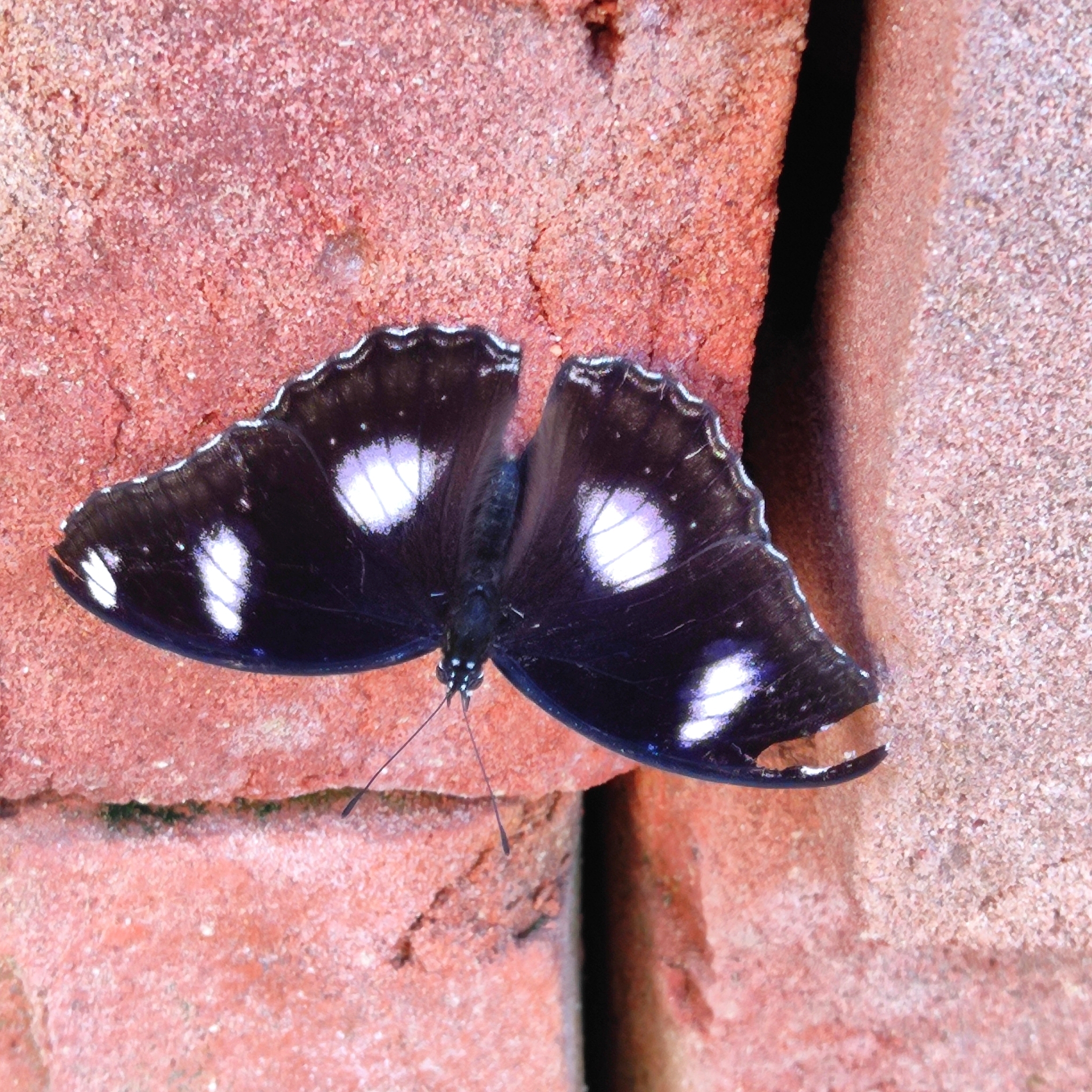Great Eggfly