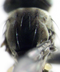 Scatella vittithorax