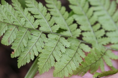 Dryopteris intermedia