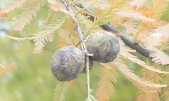Taxodium distichum