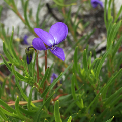 Viola decumbens