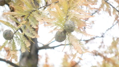 Taxodium distichum