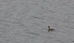 Tachybaptus ruficollis