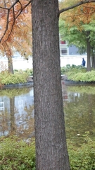 Taxodium distichum