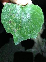 Phyllocnistis vitegenella