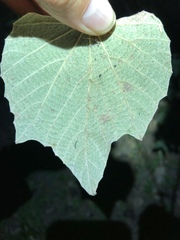 Phyllocnistis vitegenella