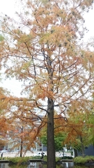 Taxodium distichum