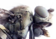 Scatella vittithorax