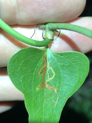 Marmara smilacisella