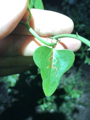 Marmara smilacisella