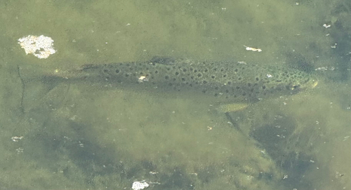 Salmo trutta