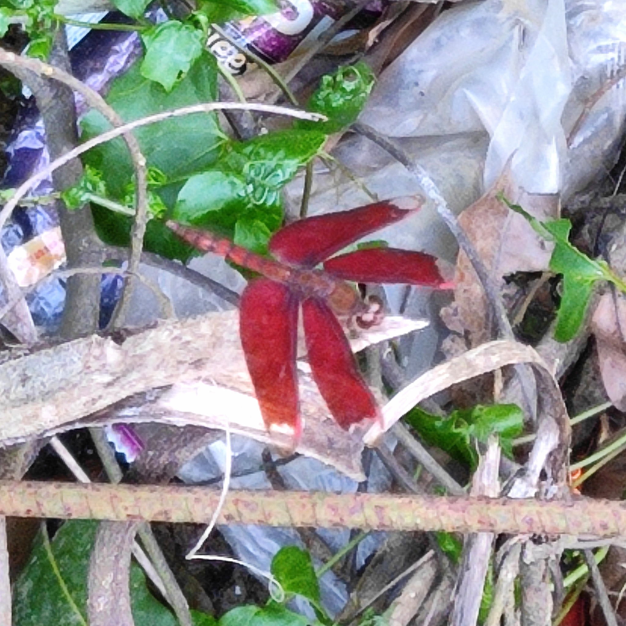 Fulvous Forest Skimmer
