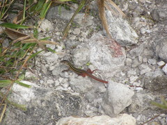 Aspidoscelis angusticeps