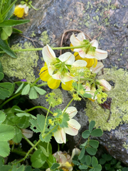 Coronilla orientalis