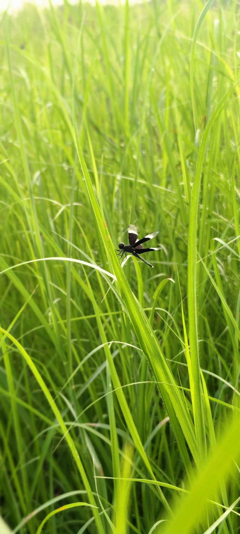 Pied Paddy Skimmer
