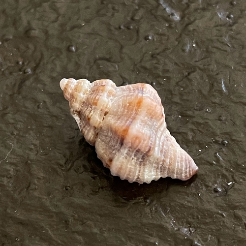 Urosalpinx perrugata, 2025-07-11