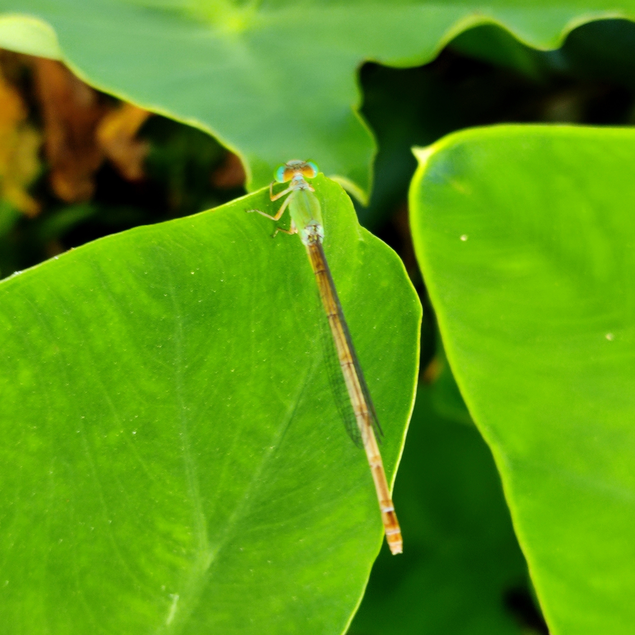 Coromandel Marsh Dart