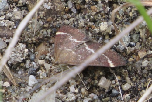 Chestnut Pyrausta photo 4