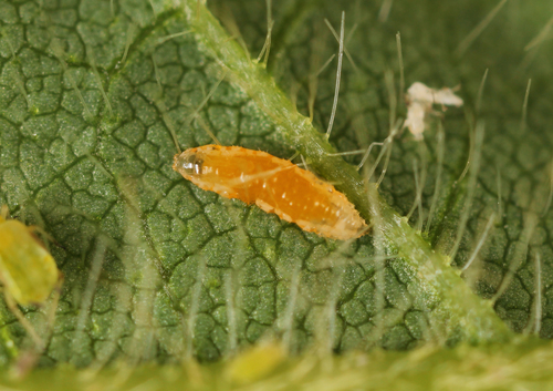 Aphid Midge