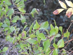 Lonicera etrusca