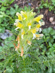 Pedicularis condensata, photograph (c) charlie chaviano, some rights reserved (CC BY)