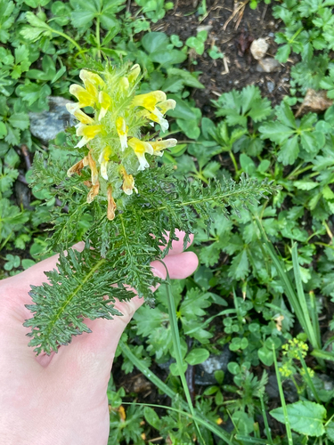 Pedicularis condensata, photograph 4