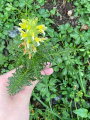 Pedicularis condensata, photograph (c) charlie chaviano, some rights reserved (CC BY)