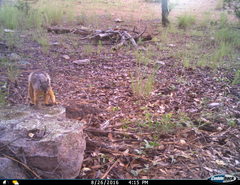 Sciurus nayaritensis apache