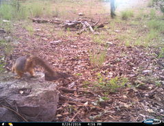 Sciurus nayaritensis apache