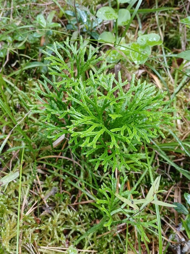 Lycopodium complanatum iNat (3)