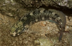 Istiblennius edentulus